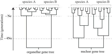 Fig. 6. Expected shapes of nuclear and organellar gene genealogies. Allelic coalescence of a neutral marker is expected to be about four times faster for organellar loci than for nuclear loci, resulting in a shorter time to arise at reciprocal monophyly and greater discontinuities between interspecific divergence and intraspecific variation (Hare, 2001; Palumbi et al., 2001; Zink & Barrowclough, 2008). 