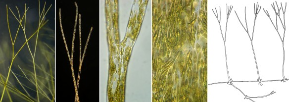 Cultured plants of Pseudoderbesia, characterized by upright, regularly dichotomously branched siphons, developing from stolonoid siphons. 